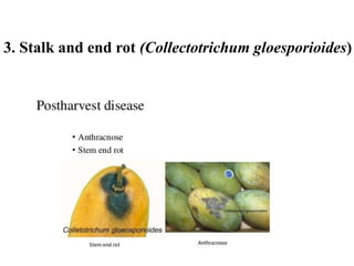 3. Stalk and end rot (Collectotrichum gloesporioides)
 