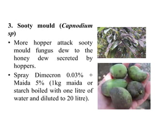3. Sooty mould (Capnodium
sp)
• More hopper attack sooty
mould fungus dew to the
honey dew secreted by
hoppers.
• Spray Dimecron 0.03% +
Maida 5% (1kg maida or
starch boiled with one litre of
water and diluted to 20 litre).
 