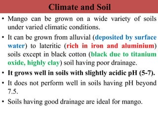 Climate and Soil
• Mango can be grown on a wide variety of soils
under varied climatic conditions.
• It can be grown from alluvial (deposited by surface
water) to lateritic (rich in iron and aluminium)
soils except in black cotton (black due to titanium
oxide, highly clay) soil having poor drainage.
• It grows well in soils with slightly acidic pH (5-7).
• It does not perform well in soils having pH beyond
7.5.
• Soils having good drainage are ideal for mango.
 