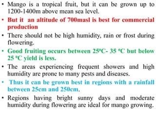 • Mango is a tropical fruit, but it can be grown up to
1200-1400m above mean sea level.
• But it an altitude of 700masl is best for commercial
production
• There should not be high humidity, rain or frost during
flowering.
• Good fruiting occurs between 25⁰C- 35 ⁰C but below
25 ⁰C yield is less.
• The areas experiencing frequent showers and high
humidity are prone to many pests and diseases.
• Thus it can be grown best in regions with a rainfall
between 25cm and 250cm.
• Regions having bright sunny days and moderate
humidity during flowering are ideal for mango growing.
 
