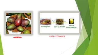 AMBIKA PUSA PEETAMBER
 