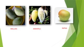 MALLIKA AMARPALI RATNA
 