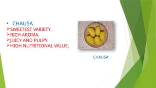 • CHAUSA
SWEETEST VARIETY.
RICH AROMA.
JUICY AND PULPY.
HIGH NUTRITIONAL VALUE.
CHAUSA
 