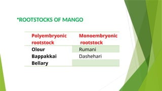 Polyembryonic
rootstock
Monoembryonic
rootstock
Olour Rumani
Bappakkai Dashehari
Bellary
•ROOTSTOCKS OF MANGO
 