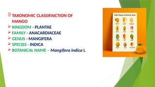  TAXONOMIC CLASSIFAICTION OF
MANGO
 KINGDOM - PLANTAE
 FAMILY - ANACARDIACEAE
 GENUS - MANGIFERA
 SPECIES - INDICA
 BOTANICAL NAME – Mangifera indica L.
 