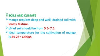 SOILS AND CLIMATE
Mango requires deep and well- drained soil with
loamy texture.
pH of soil should be from 5.5- 7.5.
Ideal temperature for the cultivation of mango
is 24-27 ◦ Celsius.
 