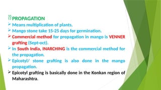 PROPAGATION
 Means multiplication of plants.
 Mango stone take 15-25 days for germination.
 Commercial method for propagation in mango is VENNER
grafting (Sept-oct).
 In South India, INARCHING is the commercial method for
the propagation.
 Epicotyl/ stone grafting is also done in the mango
propagation.
 Epicotyl grafting is basically done in the Konkan region of
Maharashtra.
 