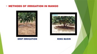 DRIP IRRIGATION RING BASIN
• METHODS OF IRRIGATION IN MANGO
 