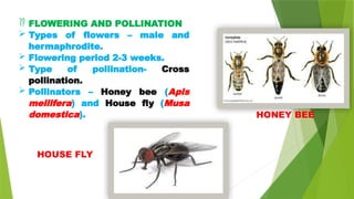  FLOWERING AND POLLINATION
 Types of flowers – male and
hermaphrodite.
 Flowering period 2-3 weeks.
 Type of pollination- Cross
pollination.
 Pollinators – Honey bee (Apis
mellifera) and House fly (Musa
domestica).
HOUSE FLY
HONEY BEE
 