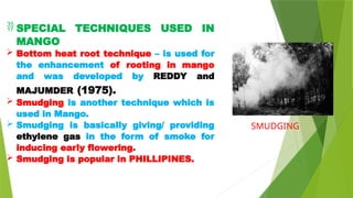  SPECIAL TECHNIQUES USED IN
MANGO
 Bottom heat root technique – is used for
the enhancement of rooting in mango
and was developed by REDDY and
MAJUMDER (1975).
 Smudging is another technique which is
used in Mango.
 Smudging is basically giving/ providing
ethylene gas in the form of smoke for
inducing early flowering.
 Smudging is popular in PHILLIPINES.
SMUDGING
 
