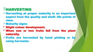 HARVESTING
 Harvesting at proper maturity is an important
aspect from the quality and shelf- life points of
view.
 Maturity signs-
 Slight colour development.
 When one or two fruits fall from the plant
naturally.
 Fruits are harvested by hand picking or by
using harvester.
 