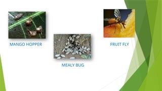 MANGO HOPPER
MEALY BUG
FRUIT FLY
 