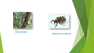 MANGO NUT WEEVIL
STEM BORER
 
