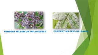 POWDERY MILDEW ON INFLORESNCE POWDERY MILDEW ON LEAVES
 