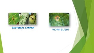 BACTERIAL CANKER
PHOMA BLIGHT
 