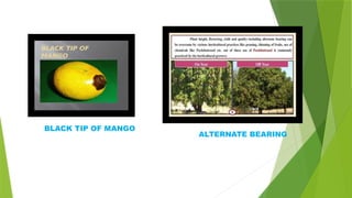 BLACK TIP OF MANGO
ALTERNATE BEARING
 