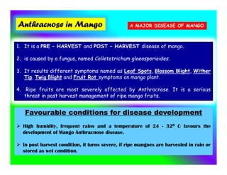 Anthracnose in Mango
1. It is a PRE – HARVEST and POST – HARVEST disease of mango.
2. is caused by a fungus, named Colletotrichum gloeosporioides.
3. It results different symptoms named as Leaf Spots, Blossom Blight, Wither
Tip, Twig Blight and Fruit Rot symptoms on mango plant.
4. Ripe fruits are most severely affected by Anthracnose. It is a serious
threat in post harvest management of ripe mango fruits.
Favourable conditions for disease development
 High humidity, frequent rains and a temperature of 24 - 320 C favours the
development of Mango Anthracnose disease.
 In post harvest condition, it turns severe, if ripe mangoes are harvested in rain or
stored as wet condition.
A MAJOR DISEASE OF MANGO
 