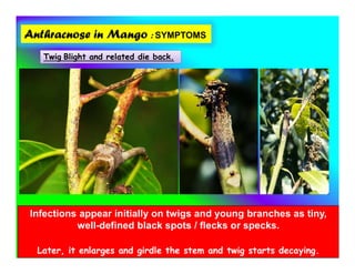 Anthracnose in Mango : SYMPTOMS
Twig Blight and related die back.
Infections appear initially on twigs and young branches as tiny,
well-defined black spots / flecks or specks.
Later, it enlarges and girdle the stem and twig starts decaying.
 