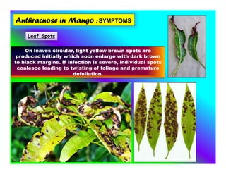 Anthracnose in Mango : SYMPTOMS
On leaves circular, light yellow brown spots are
produced initially which soon enlarge with dark brown
to black margins. If infection is severe, individual spots
coalesce leading to twisting of foliage and premature
defoliation.
Leaf Spots
 