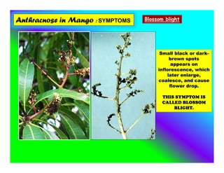 Anthracnose in Mango : SYMPTOMS Blossom blight
Small black or dark-
brown spots
appears on
inflorescence, which
later enlarge,
coalesce, and cause
flower drop.
THIS SYMPTOM IS
CALLED BLOSSOM
BLIGHT.
 