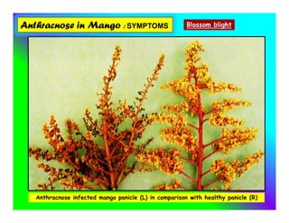 Anthracnose in Mango : SYMPTOMS Blossom blight
Anthracnose infected mango panicle (L) in comparison with healthy panicle (R)
 