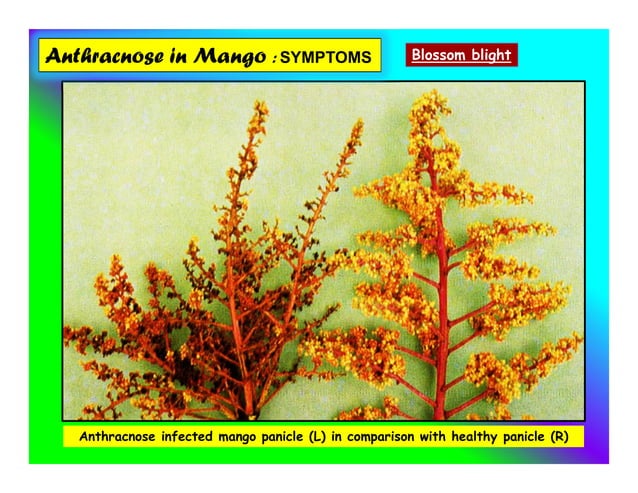 Mango diseases and its management | PDF