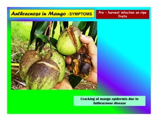 Anthracnose in Mango : SYMPTOMS Pre – harvest infection on ripe
fruits
Cracking of mango epidermis due to
Anthracnose disease
 