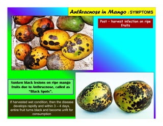Anthracnose in Mango : SYMPTOMS
Post – harvest infection on ripe
fruits
Sunken black lesions on ripe mango
fruits due to Anthracnose, called as
“Black Spots”.
If harvested wet condition, then the disease
develops rapidly and within 3 – 4 days,
entire fruit turns black and become unfit for
consumption
 