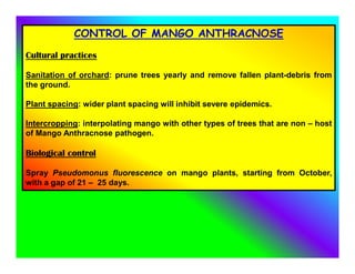 CONTROL OF MANGO ANTHRACNOSE
Cultural practices
Sanitation of orchard: prune trees yearly and remove fallen plant-debris from
the ground.
Plant spacing: wider plant spacing will inhibit severe epidemics.
Intercropping: interpolating mango with other types of trees that are non – host
of Mango Anthracnose pathogen.
Biological control
Spray Pseudomonus fluorescence on mango plants, starting from October,
with a gap of 21 – 25 days.
 