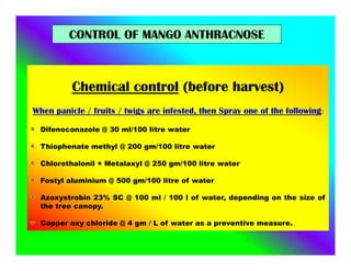 Chemical control (before harvest)
When panicle / fruits / twigs are infested, then Spray one of the following:
Difenoconazole @ 30 ml/100 litre water
Thiophenate methyl @ 200 gm/100 litre water
Chlorothalonil + Metalaxyl @ 250 gm/100 litre water
Fostyl aluminium @ 500 gm/100 litre of water
Azoxystrobin 23% SC @ 100 ml / 100 l of water, depending on the size of
the tree canopy.
Copper oxy chloride @ 4 gm / L of water as a preventive measure.
CONTROL OF MANGO ANTHRACNOSE
 