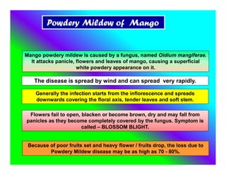 Powdery Mildew of Mango
Mango powdery mildew is caused by a fungus, named Oidium mangiferae.
It attacks panicle, flowers and leaves of mango, causing a superficial
white powdery appearance on it.
The disease is spread by wind and can spread very rapidly.
Because of poor fruits set and heavy flower / fruits drop, the loss due to
Powdery Mildew disease may be as high as 70 - 80%.
Flowers fail to open, blacken or become brown, dry and may fall from
panicles as they become completely covered by the fungus. Symptom is
called – BLOSSOM BLIGHT.
Generally the infection starts from the inflorescence and spreads
downwards covering the floral axis, tender leaves and soft stem.
 
