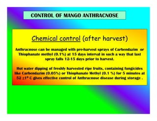 Chemical control (after harvest)
Anthracnose can be managed with pre-harvest sprays of Carbendazim or
Thiophanate methyl (0.1%) at 15 days interval in such a way that last
spray falls 12-15 days prior to harvest.
Hot water dipping of freshly harvested ripe fruits, containing fungicides
like Carbendazim (0.05%) or Thiophanate Methyl (0.1 %) for 5 minutes at
52 ±10 C gives effective control of Anthracnose disease during storage .
CONTROL OF MANGO ANTHRACNOSE
 