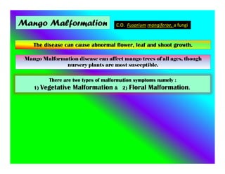 Mango Malformation C.O. Fusarium mangiferae, a fungi
The disease can cause abnormal flower, leaf and shoot growth.
There are two types of malformation symptoms namely :
1) Vegetative Malformation & 2) Floral Malformation.
Mango Malformation disease can affect mango trees of all ages, though
nursery plants are most susceptible.
 