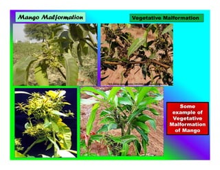 Mango Malformation
Some
example of
Vegetative
Malformation
of Mango
Vegetative Malformation
 