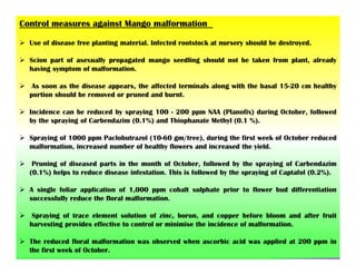 Control measures against Mango malformation
 Use of disease free planting material. Infected rootstock at nursery should be destroyed.
 Scion part of asexually propagated mango seedling should not be taken from plant, already
having symptom of malformation.
 As soon as the disease appears, the affected terminals along with the basal 15-20 cm healthy
portion should be removed or pruned and burnt.
 Incidence can be reduced by spraying 100 - 200 ppm NAA (Planofix) during October, followed
by the spraying of Carbendazim (0.1%) and Thiophanate Methyl (0.1 %).
 Spraying of 1000 ppm Paclobutrazol (10-60 gm/tree), during the first week of October reduced
malformation, increased number of healthy flowers and increased the yield.
 Pruning of diseased parts in the month of October, followed by the spraying of Carbendazim
(0.1%) helps to reduce disease infestation. This is followed by the spraying of Captafol (0.2%).
 A single foliar application of 1,000 ppm cobalt sulphate prior to flower bud differentiation
successfully reduce the floral malformation.
 Spraying of trace element solution of zinc, boron, and copper before bloom and after fruit
harvesting provides effective to control or minimise the incidence of malformation.
 The reduced floral malformation was observed when ascorbic acid was applied at 200 ppm in
the first week of October.
 