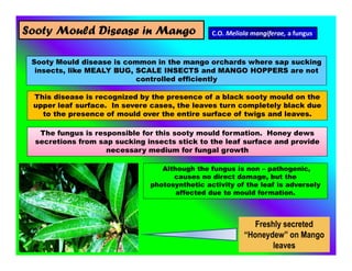 Sooty Mould disease is common in the mango orchards where sap sucking
insects, like MEALY BUG, SCALE INSECTS and MANGO HOPPERS are not
controlled efficiently
C.O. Meliola mangiferae, a fungus
This disease is recognized by the presence of a black sooty mould on the
upper leaf surface. In severe cases, the leaves turn completely black due
to the presence of mould over the entire surface of twigs and leaves.
Although the fungus is non – pathogenic,
causes no direct damage, but the
photosynthetic activity of the leaf is adversely
affected due to mould formation.
The fungus is responsible for this sooty mould formation. Honey dews
secretions from sap sucking insects stick to the leaf surface and provide
necessary medium for fungal growth
Freshly secreted
“Honeydew” on Mango
leaves
Sooty Mould Disease in Mango
 