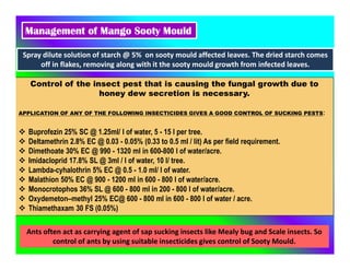 Management of Mango Sooty Mould
Spray dilute solution of starch @ 5% on sooty mould affected leaves. The dried starch comes
off in flakes, removing along with it the sooty mould growth from infected leaves.
Control of the insect pest that is causing the fungal growth due to
honey dew secretion is necessary.
APPLICATION OF ANY OF THE FOLLOWING INSECTICIDES GIVES A GOOD CONTROL OF SUCKING PESTS:
 Buprofezin 25% SC @ 1.25ml/ l of water, 5 - 15 l per tree.
 Deltamethrin 2.8% EC @ 0.03 - 0.05% (0.33 to 0.5 ml / lit) As per field requirement.
 Dimethoate 30% EC @ 990 - 1320 ml in 600-800 l of water/acre.
 Imidacloprid 17.8% SL @ 3ml / l of water, 10 l/ tree.
 Lambda-cyhalothrin 5% EC @ 0.5 - 1.0 ml/ l of water.
 Malathion 50% EC @ 900 - 1200 ml in 600 - 800 l of water/acre.
 Monocrotophos 36% SL @ 600 - 800 ml in 200 - 800 l of water/acre.
 Oxydemeton–methyl 25% EC@ 600 - 800 ml in 600 - 800 l of water / acre.
 Thiamethaxam 30 FS (0.05%)
Ants often act as carrying agent of sap sucking insects like Mealy bug and Scale insects. So
control of ants by using suitable insecticides gives control of Sooty Mould.
 