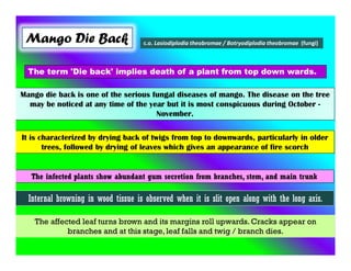 Mango Die Back c.o. Lasiodiplodia theobromae / Botryodiplodia theobromae (fungi)
Mango die back is one of the serious fungal diseases of mango. The disease on the tree
may be noticed at any time of the year but it is most conspicuous during October -
November.
The term 'Die back' implies death of a plant from top down wards.
It is characterized by drying back of twigs from top to downwards, particularly in older
trees, followed by drying of leaves which gives an appearance of fire scorch
The infected plants show abundant gum secretion from branches, stem, and main trunk
Internal browning in wood tissue is observed when it is slit open along with the long axis.
The affected leaf turns brown and its margins roll upwards. Cracks appear on
branches and at this stage, leaf falls and twig / branch dies.
 