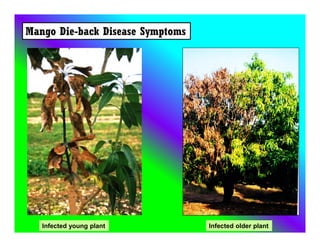 Mango Die-back Disease Symptoms
Infected young plant Infected older plant
 
