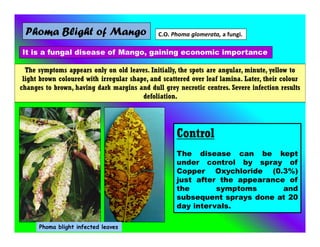 Phoma Blight of Mango C.O. Phoma glomerata, a fungi.
It is a fungal disease of Mango, gaining economic importance
The symptoms appears only on old leaves. Initially, the spots are angular, minute, yellow to
light brown coloured with irregular shape, and scattered over leaf lamina. Later, their colour
changes to brown, having dark margins and dull grey necrotic centres. Severe infection results
defoliation.
Phoma blight infected leaves
Control
The disease can be kept
under control by spray of
Copper Oxychloride (0.3%)
just after the appearance of
the symptoms and
subsequent sprays done at 20
day intervals.
 