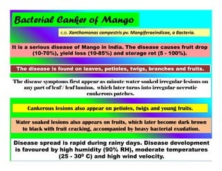 Bacterial Canker of Mango
c.o. Xanthomonas campestris pv. Mangiferaeindicae, a Bacteria.
It is a serious disease of Mango in India. The disease causes fruit drop
(10-70%), yield loss (10-85%) and storage rot (5 - 100%).
The disease is found on leaves, petioles, twigs, branches and fruits.
The disease symptoms first appear as minute water soaked irregular lesions on
any part of leaf / leaf lamina, which later turns into irregular necrotic
cankerous patches.
Cankerous lesions also appear on petioles, twigs and young fruits.
Disease spread is rapid during rainy days. Disease development
is favoured by high humidity (90% RH), moderate temperatures
(25 - 300 C) and high wind velocity.
Water soaked lesions also appears on fruits, which later become dark brown
to black with fruit cracking, accompanied by heavy bacterial exudation.
 