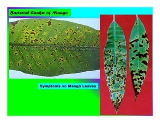 Bacterial Canker of Mango
Symptoms on Mango Leaves
 