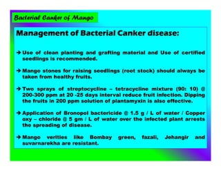 Management of Bacterial Canker disease:
 Use of clean planting and grafting material and Use of certified
seedlings is recommended.
 Mango stones for raising seedlings (root stock) should always be
taken from healthy fruits.
 Two sprays of streptocycline – tetracycline mixture (90: 10) @
200-300 ppm at 20 -25 days interval reduce fruit infection. Dipping
the fruits in 200 ppm solution of plantamyxin is also effective.
 Application of Bronopol bactericide @ 1.5 g / L of water / Copper
oxy – chloride @ 5 gm / L of water over the infected plant arrests
the spreading of disease.
 Mango verities like Bombay green, fazali, Jehangir and
suvarnarekha are resistant.
Bacterial Canker of Mango
 