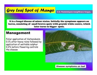 Grey Leaf Spot of Mango C.O. Pestalotiopsis mangliferae a fungus,
It is a fungal disease of minor status. Initially the symptoms appears on
leaves, consisting of small brown spots with greyish white centre, which
later turns to bigger spots.
Management
Foliar application of Carbendazim
0.1% after heavy rains followed by
application of wettable sulphur
0.2% before flowering controls
the disease
Disease symptoms on leaf
 