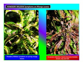 Powdery Mildew symptom on young mango
leaves
In severe infection, leaves become twisted,
brown, dry and fall.
POWDERY MILDEW Symptoms on Mango Leaves
 