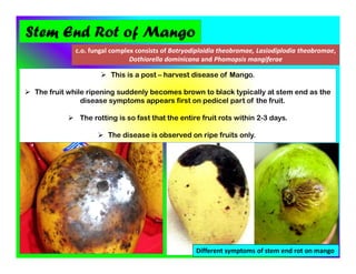 Stem End Rot of Mango
c.o. fungal complex consists of Botryodiploidia theobromae, Lasiodiplodia theobromae,
Dothiorella dominicana and Phomopsis mangiferae
 This is a post – harvest disease of Mango.
 The fruit while ripening suddenly becomes brown to black typically at stem end as the
disease symptoms appears first on pedicel part of the fruit.
 The rotting is so fast that the entire fruit rots within 2-3 days.
 The disease is observed on ripe fruits only.
Different symptoms of stem end rot on mango
 