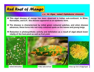 Red Rust of Mango
c.o. An Algae, named Cephaleuros virescens
 This algal disease of mango has been observed in Indian sub-continent. In Bihar,
Karnataka, and U.P, this disease appeared as an epidemic form.
 The disease is characterized by initial green coloured patches, and when disease
advances, these turns into red rusty coloured spots on the leaves and young twigs.
 Reduction in photosynthetic activity and defoliation as a result of algal attack lower
vitality of the host plant as well as fruit yield.
Initial infestation Fully infected leaf Close up view of algal spot
 