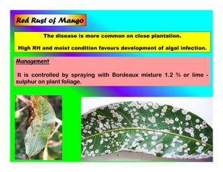 The disease is more common on close plantation.
High RH and moist condition favours development of algal infection.
Red Rust of Mango
Management
It is controlled by spraying with Bordeaux mixture 1.2 % or lime -
sulphur on plant foliage.
 