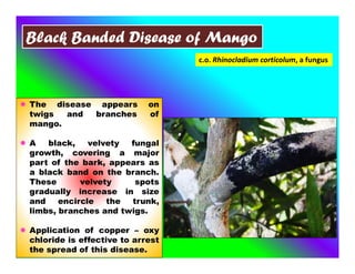 Black Banded Disease of Mango
c.o. Rhinocladium corticolum, a fungus
 The disease appears on
twigs and branches of
mango.
 A black, velvety fungal
growth, covering a major
part of the bark, appears as
a black band on the branch.
These velvety spots
gradually increase in size
and encircle the trunk,
limbs, branches and twigs.
 Application of copper – oxy
chloride is effective to arrest
the spread of this disease.
 
