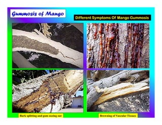Gummosis of Mango
Different Symptoms Of Mango Gummosis
Browning of Vascular TissuesBark splitting and gum oozing out
 